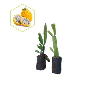 Fruit Grafted Plant