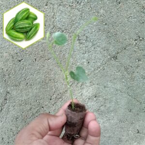 PARWAL PLANTS – Ambica Agro